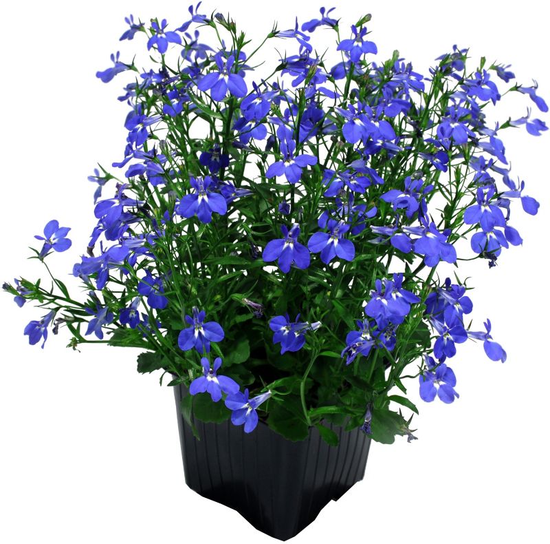 Lobelia Verve doniczka 10,5 cm wysokość 20 cm