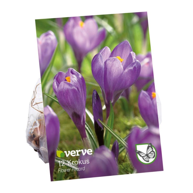 Cebule krokus Verve Flower Record 12 szt.