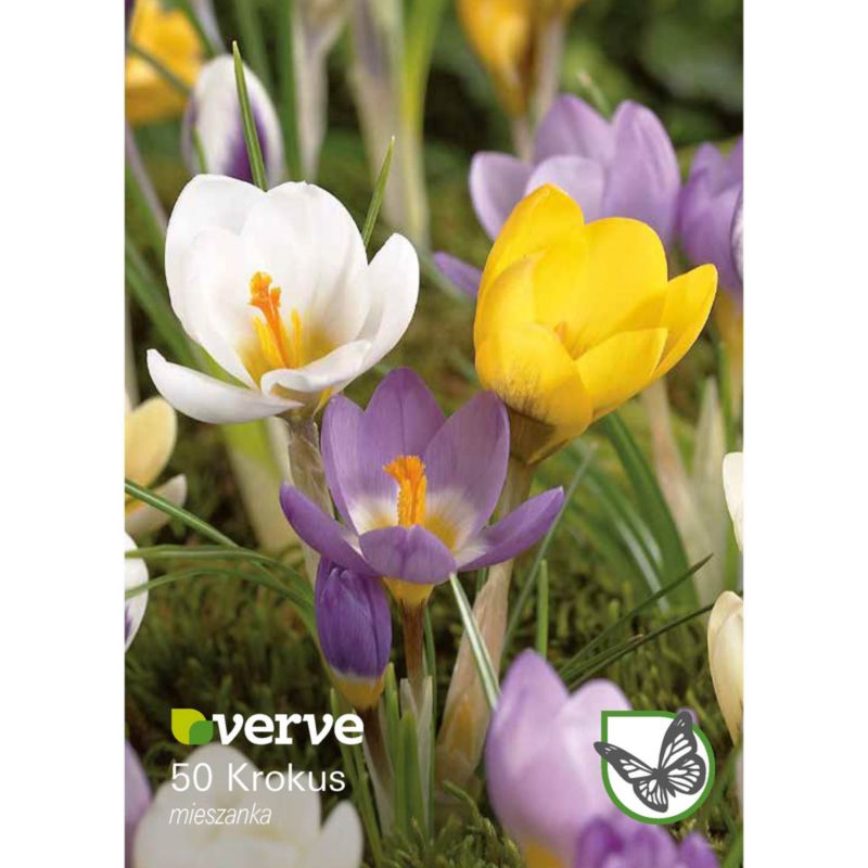 Cebule krokus Verve mix 40 szt.