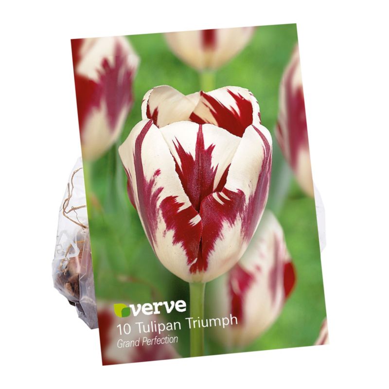 Cebule tulipan Verve Triumph grand perfection 7 szt.