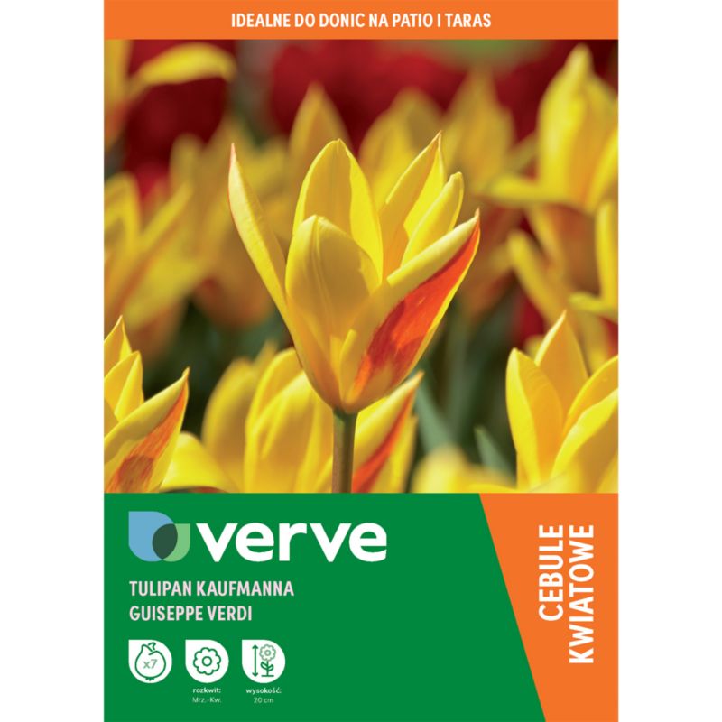 Cebule tulipan krasnali Verve Verdi 7 szt.