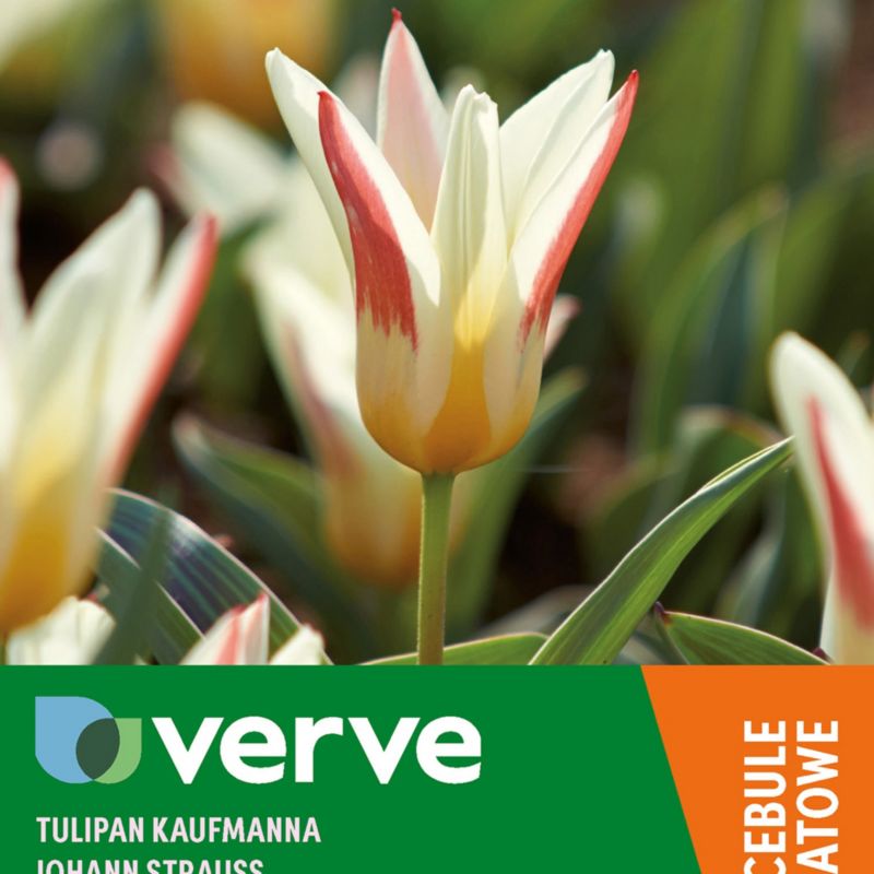 Cebule tulipan krasnali Verve Strauss 10 szt.