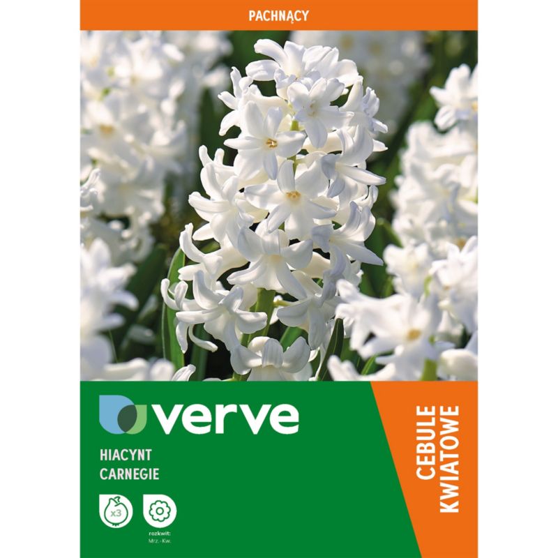 Cebule hiacynt Verve Carnegie 3 szt.
