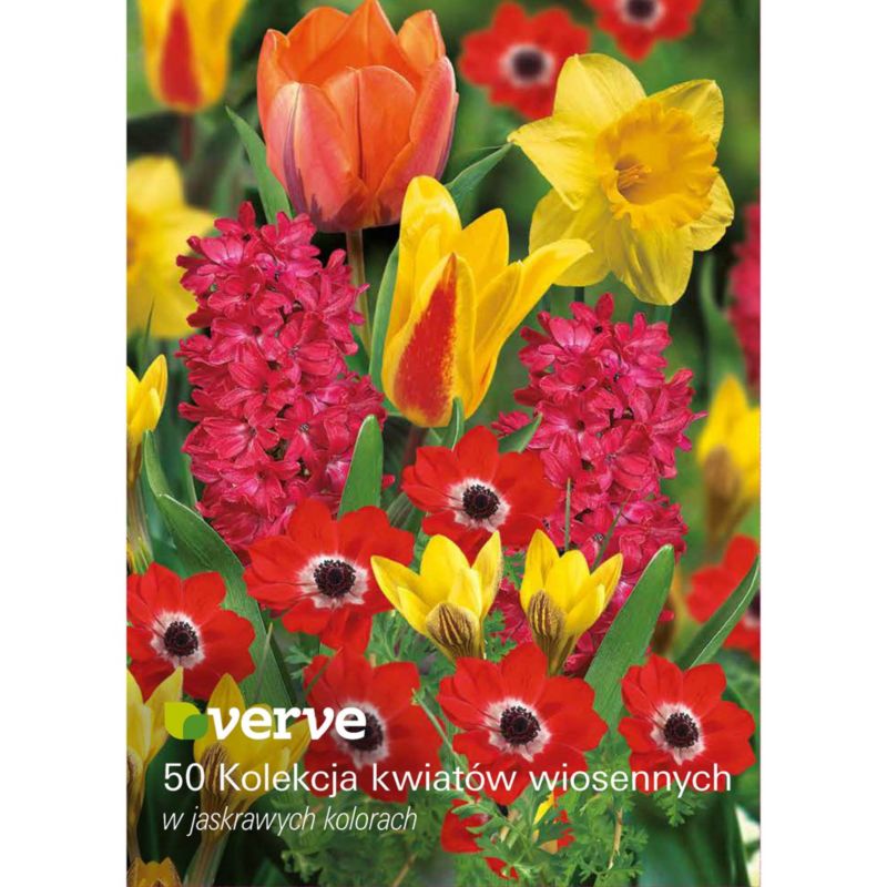 Cebule mix wiosenny Verve Vibrant 50 szt.