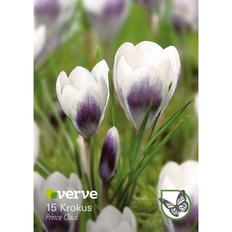 Cebule krokus Verve Prince Claus 15 szt.