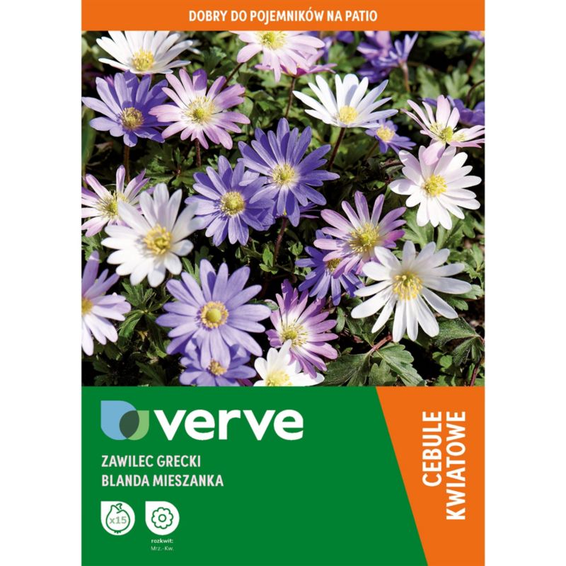 Cebule zawilec grecki Verve mix 15 szt.