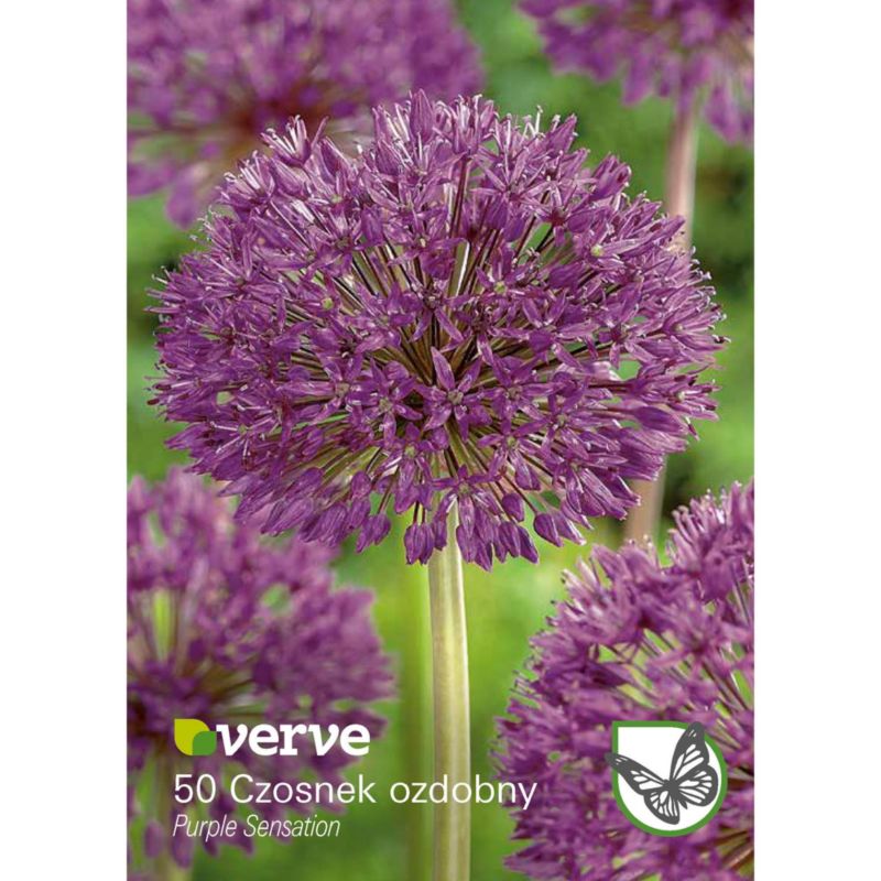 Cebule czosnek Verve Purple Sensation 50 szt.