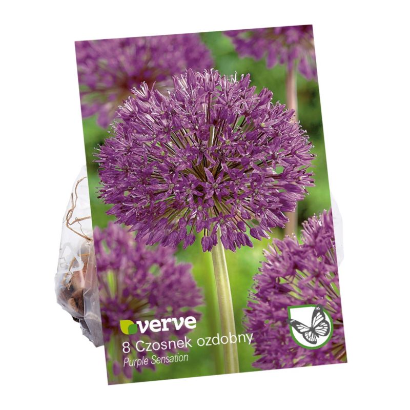 Cebule czosnek Verve Purple Sensation 8 szt.
