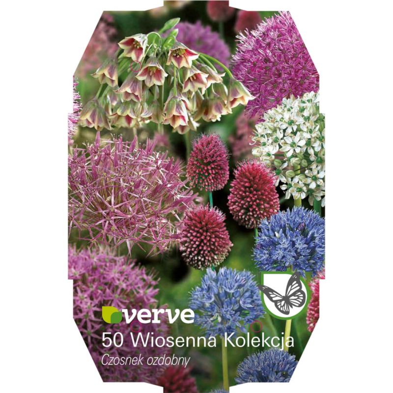 Cebule czosnek wiosenny Verve mix 50 szt.