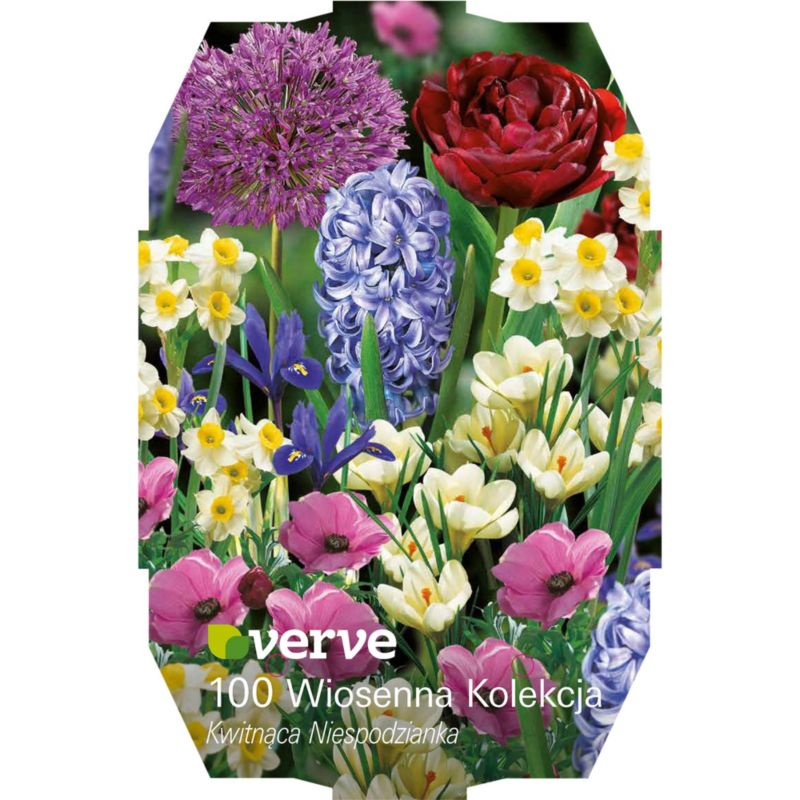 Cebule mix wiosenny Verve Surprise 100 szt.