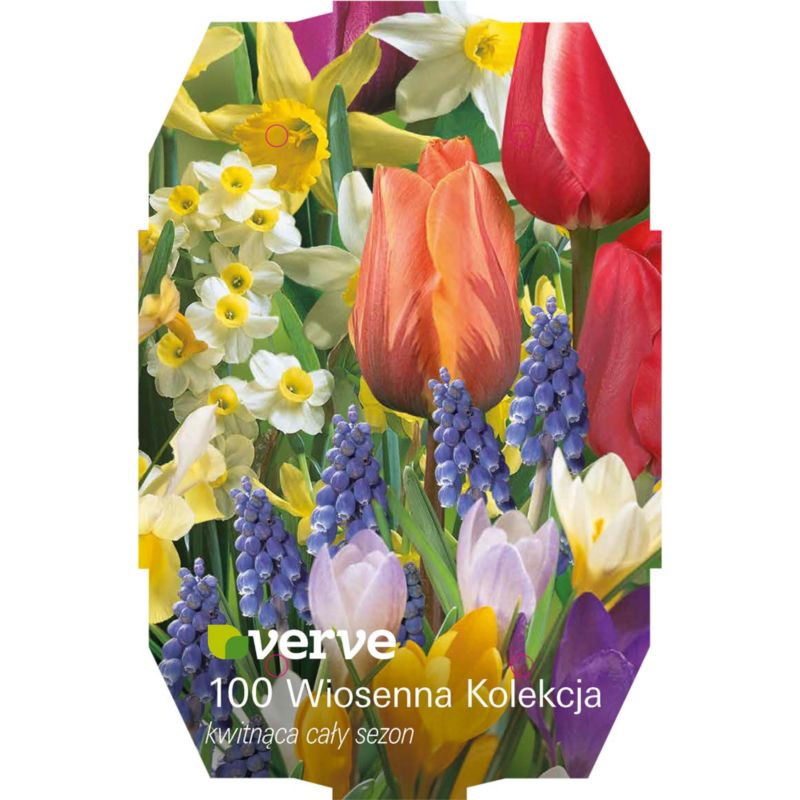 Cebule mix wiosenny Verve kolekcja 100 szt.