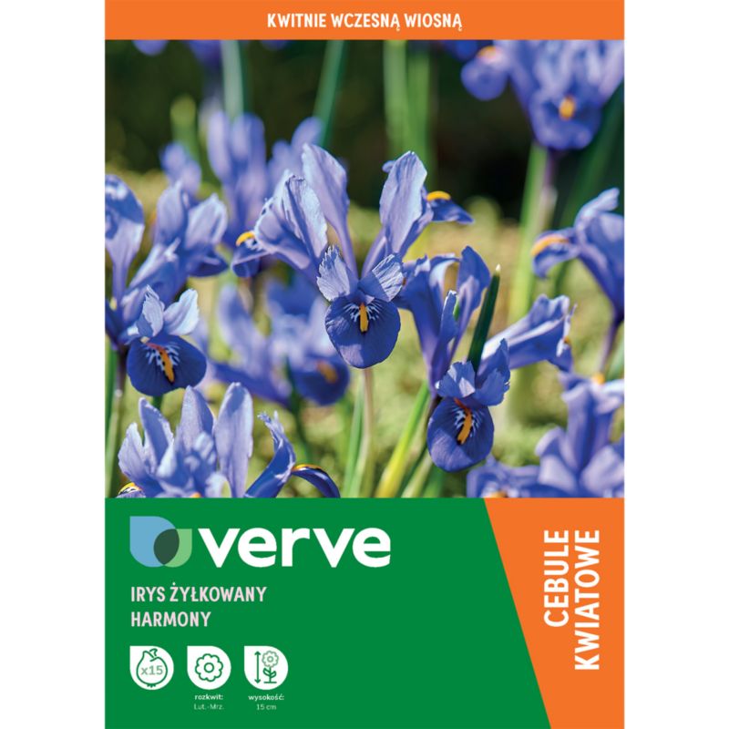 Cebule irys krasnali Verve Harmony 15 szt.