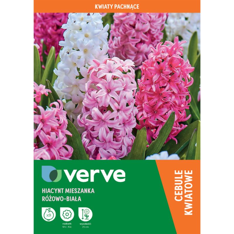 Cebule hiacynt Verve mix kolorów 9 szt.