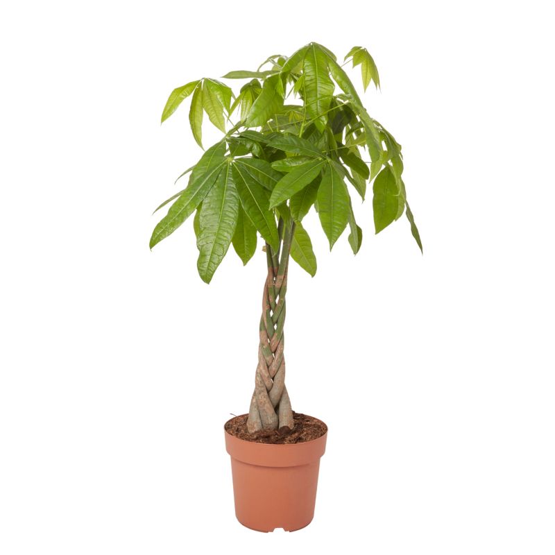 Pachira wodna doniczka 24 cm