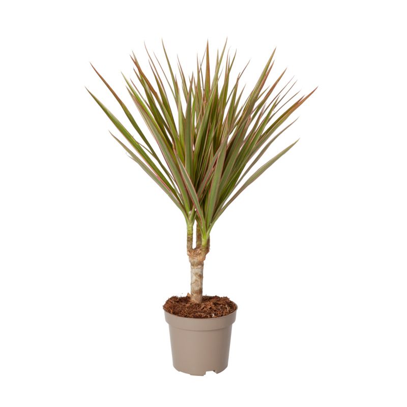 Dracena Verve 10,5 cm