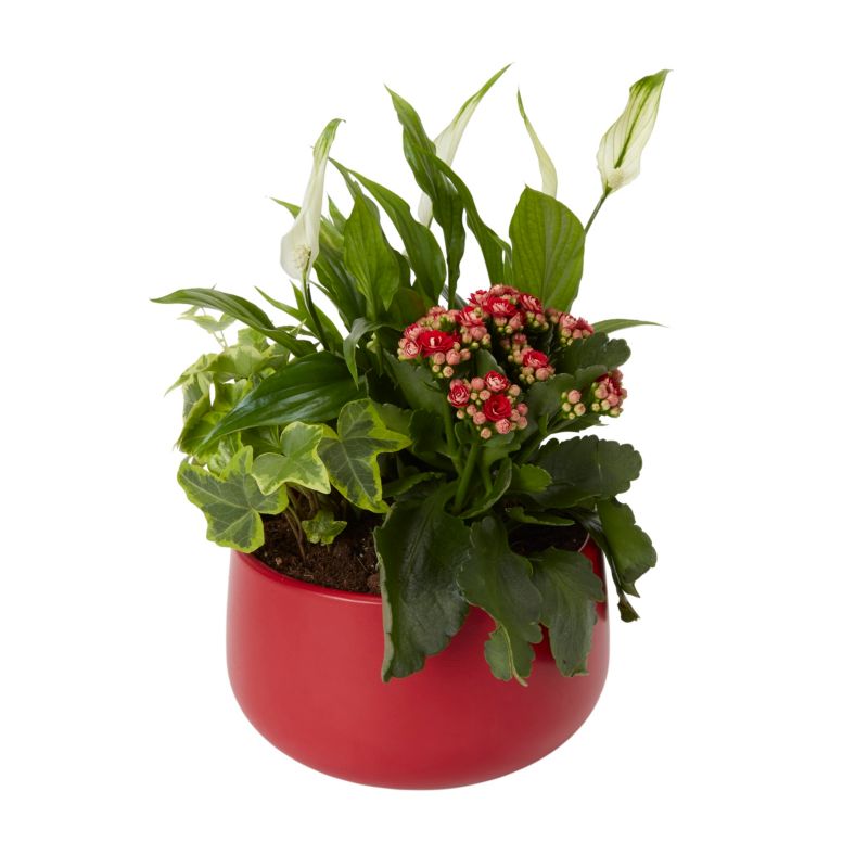 Kompozycja świąteczna 20 cm