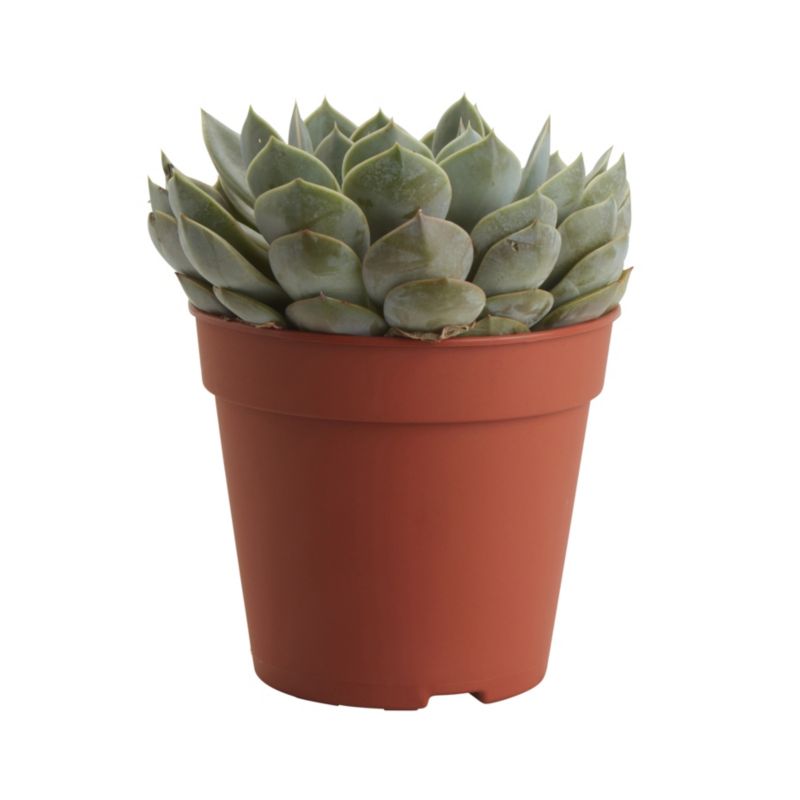 Sukulent Verve 12 cm
