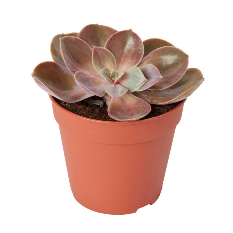 Sukulenty Verve 12 cm 1