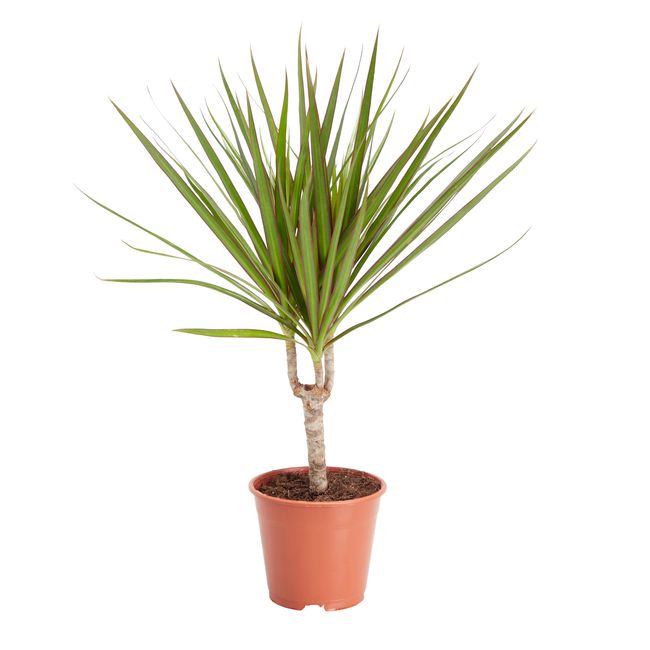 Dracena doniczka 14 cm