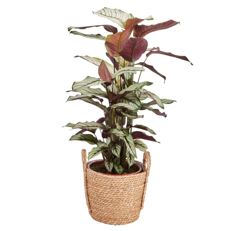Kalatea doniczka 19 cm 2 wys. 75 cm