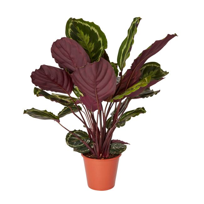 Kalatea doniczka 14 cm 1 wys. 50 cm