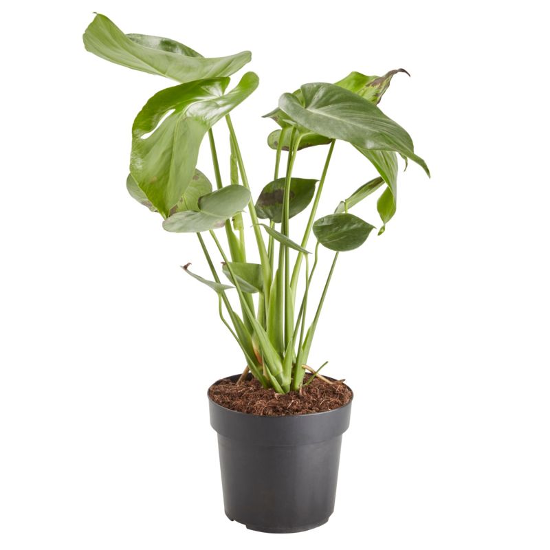 Monstera doniczka 17 cm