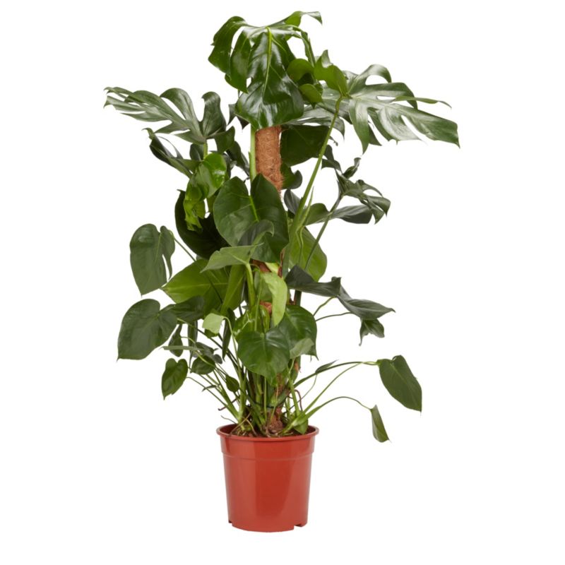 Monstera doniczka 24 cm