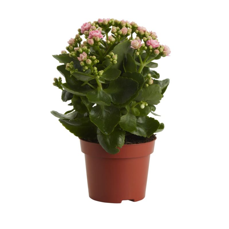 Kalanchoe GoodHome 12 cm wys. 25 cm