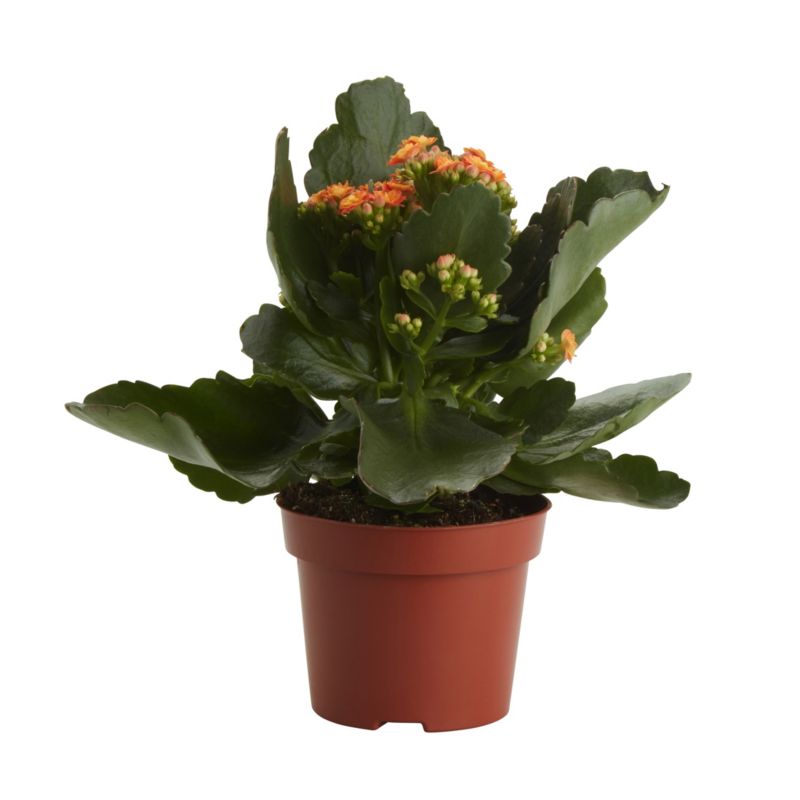 Kalanchoe GoodHome