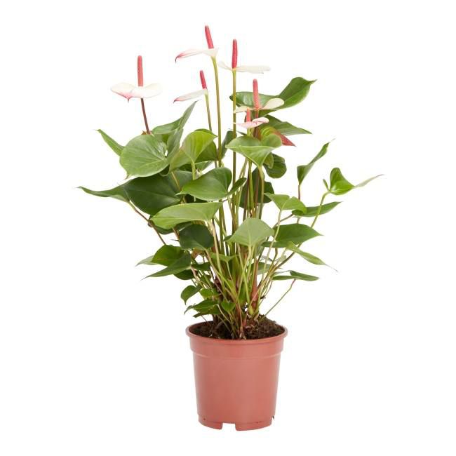 Anturium Verve 17 cm wys. 60 cm