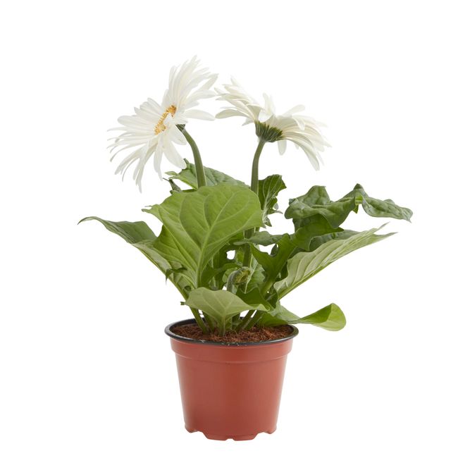 Gerbera Verve 12 cm