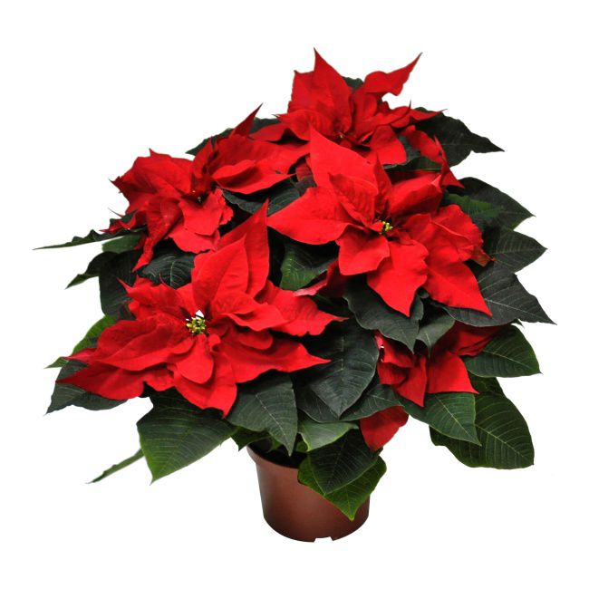 Poinsettia 17 cm