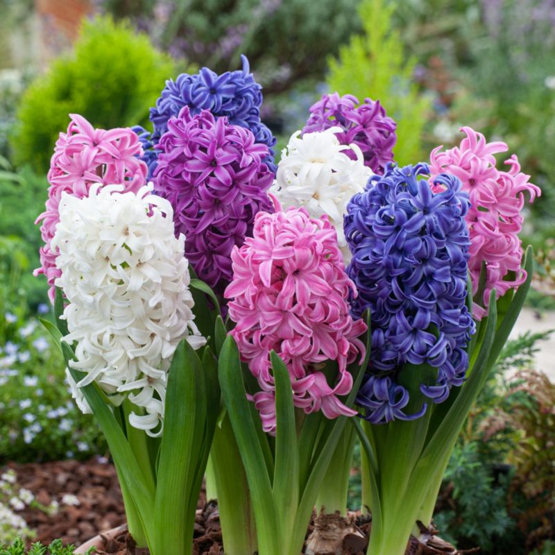 Hiacynt GoodHome 25 cm