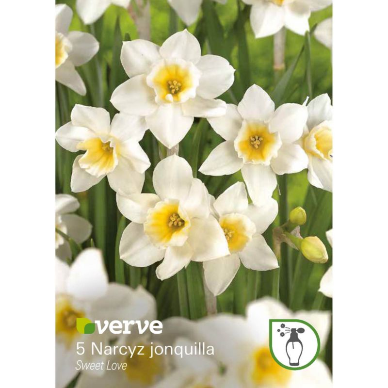 Cebule żonkil Verve Sweet Love 5 szt.