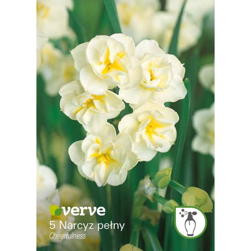 Cebule żonkil wysoki Verve Cheerfulness 5 szt.