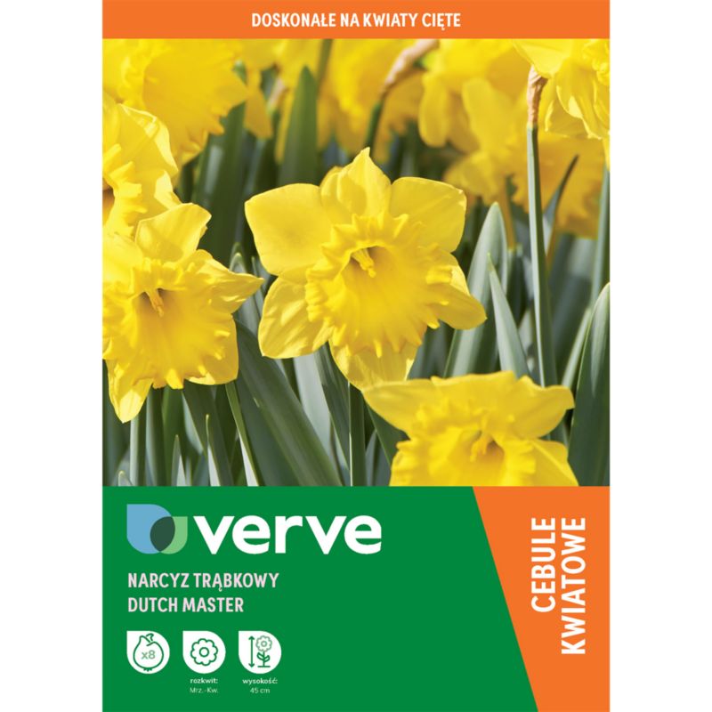Cebule żonkil Verve Dutch Master 8 szt.