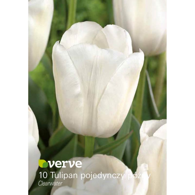 Cebule tulipan Verve Clearwater 10 szt.
