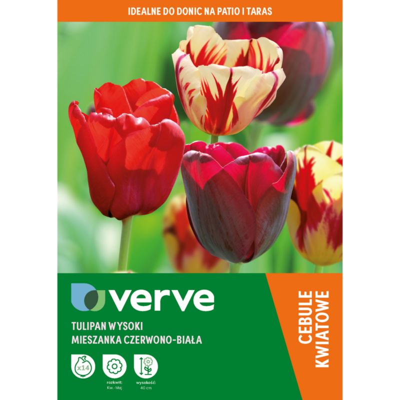 Cebule tulipan podwójny wczesny Verve mix 14 szt.