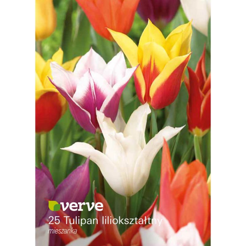 Cebule tulipan Verve Lily mix 25 szt.