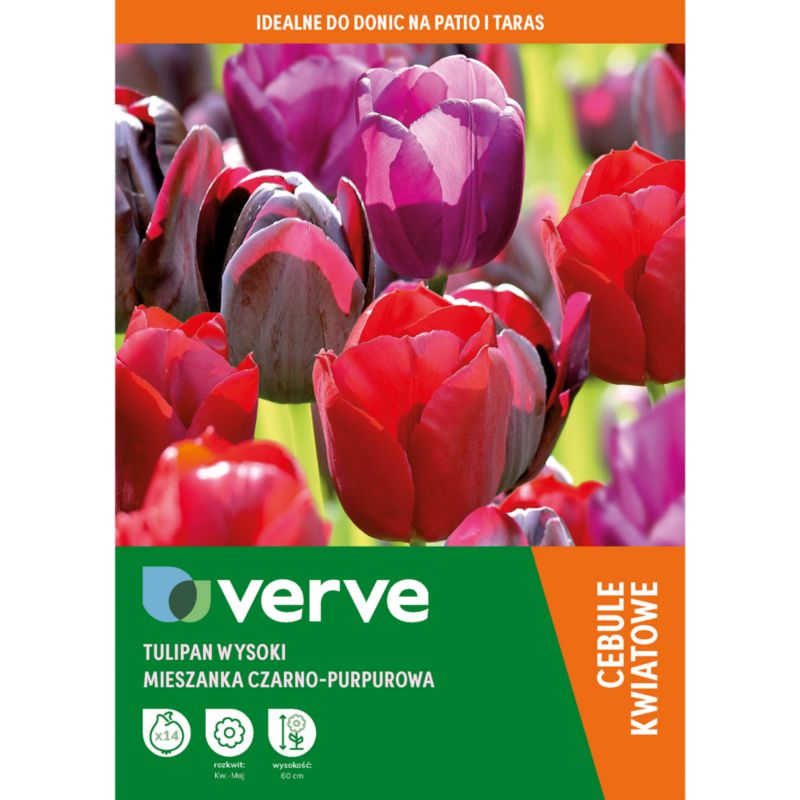 Cebule tulipan wysoki Verve czarno-fioletowy mix 14 szt.