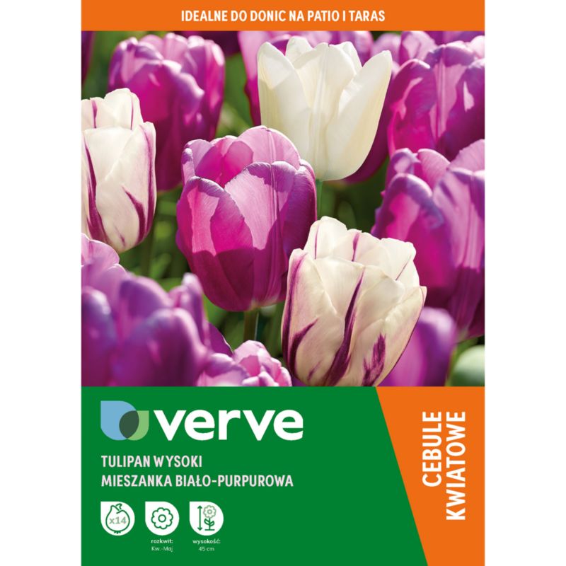Cebule tulipan wysoki Verve fioletowo-biały mix 14 szt.