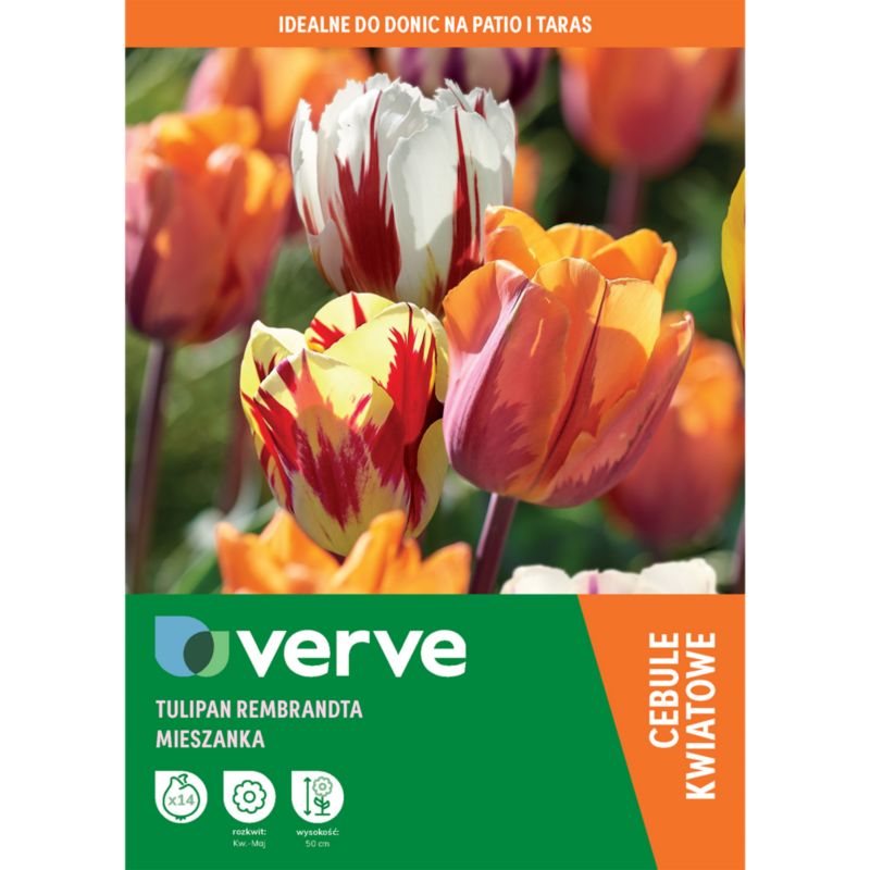 Cebule tulipan Verve Rembrandt 14 szt.