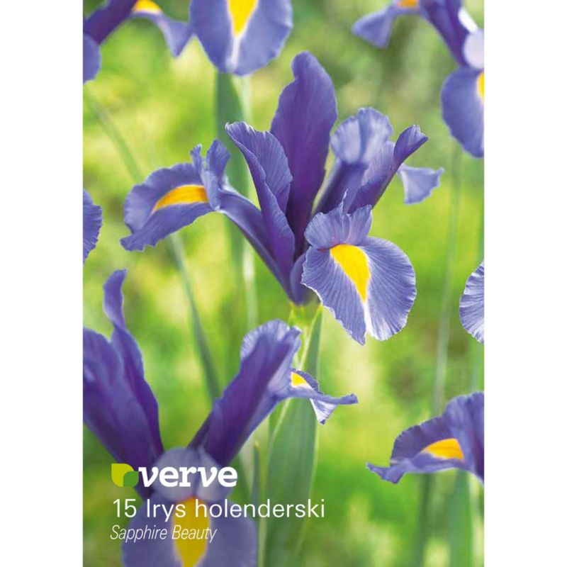 Cebule irys Verve Dutch Sapphire Beauty 15 szt.