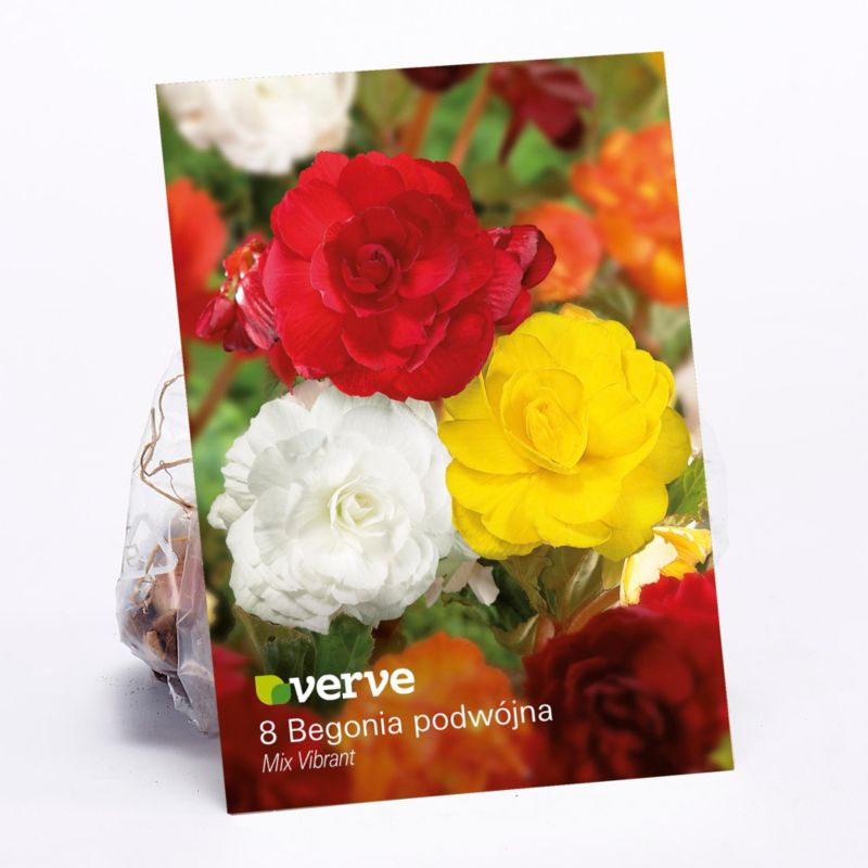 Cebule begonia podwójna Verve Vibrant mix 10 szt.