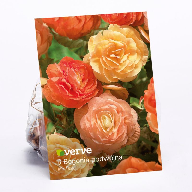 Cebule begonia podwójna Verve Pastel mix 10 szt.