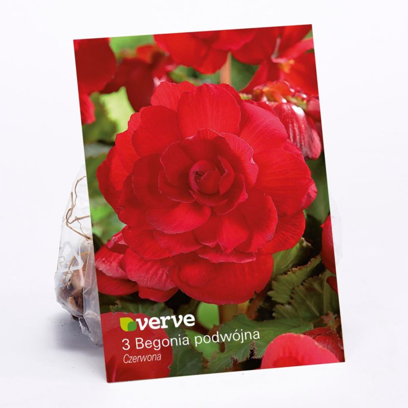 Cebule begonia podwójna Verve czerwona 3 szt.