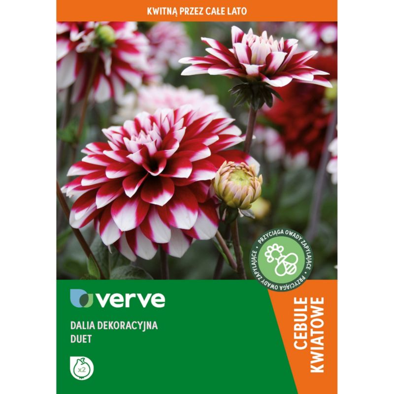 Cebule dalia Verve Duet 2 szt.