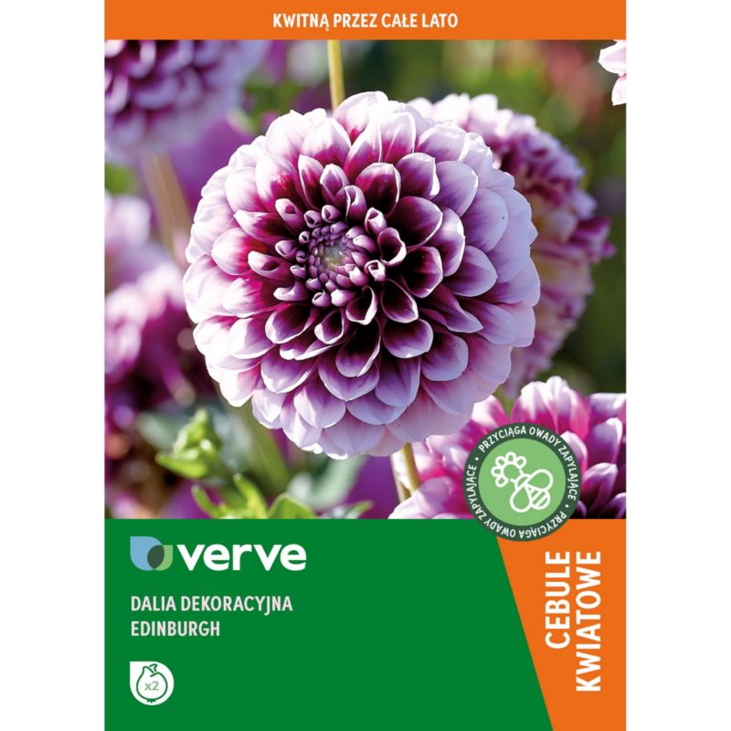 Cebule dalia Verve Edinburgh 2 szt.
