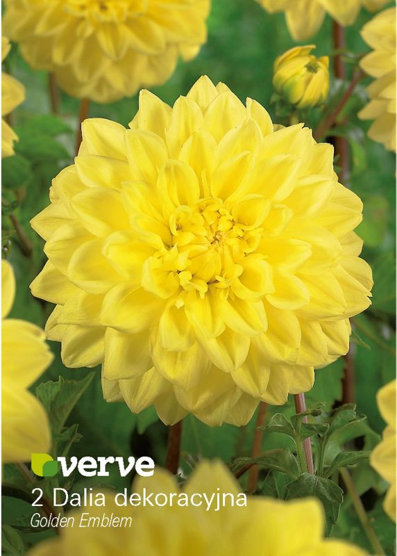 Cebule dalia Verve Golden Emblem 2 szt.