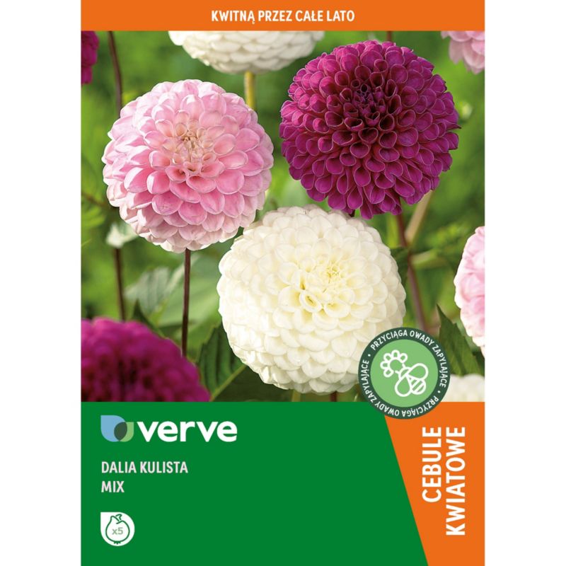 Cebule dalia kulista Verve mix 5 szt.